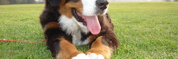 Berneński pies pasterski, język