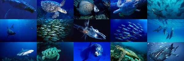 Zwierząt, Różne, Gatunki, Oceanaria, Świat, Podwodny