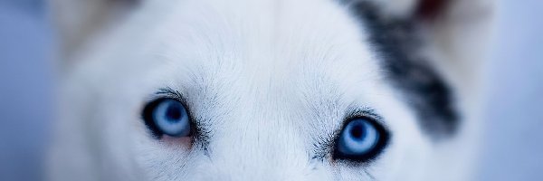Oczy, Niebieskie, Pies