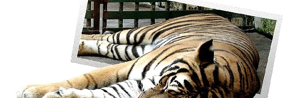 4D, Odpoczynek, Tygrys