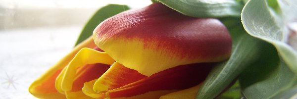 Obrus, Tulipan