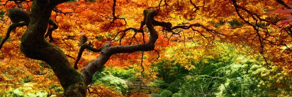 Stare, Kolorowy, Drzewo, Las, Jesienny