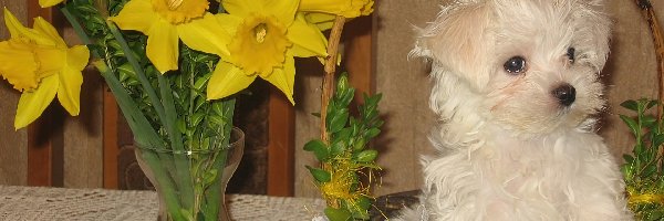 Maltańczyk, koszyk, Maltese, kwiaty, żółte