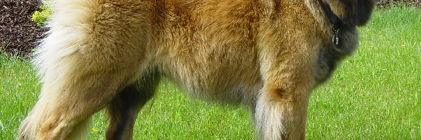 trawa, soczysta, Leonberger