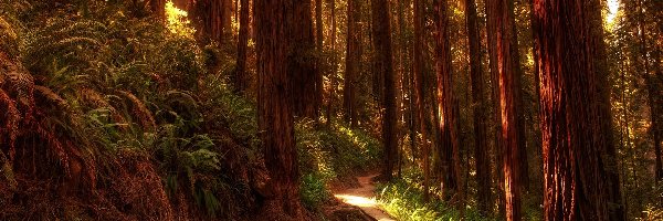 Drzewa, Ścieżka, Las