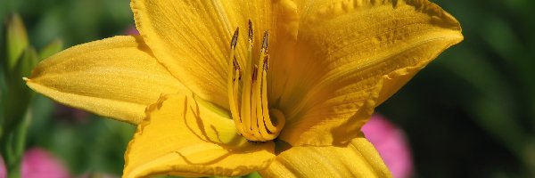 Liliowiec, Żółty