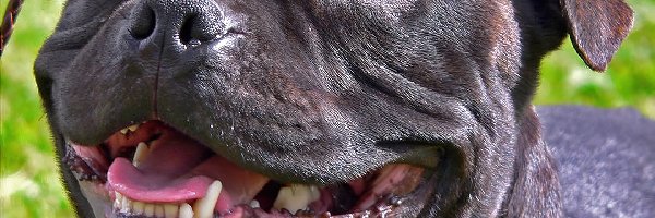 Staffordshire Bull Terrier, Uśmiech