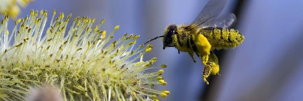 Pyłek, Pszczoła