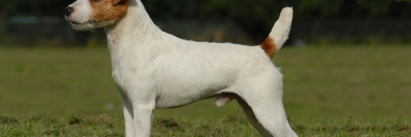 trawa, Parson Russell Terrier
