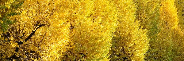 Drzewa, Żółte