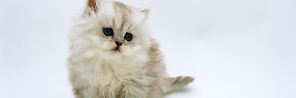 Kotek Perski, Biały, Mały