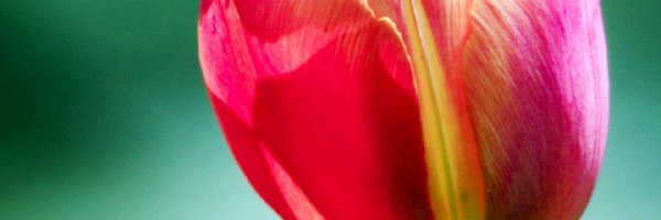Tulipan, Kolorowy
