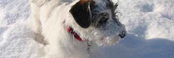 śnieg, obroża, czerwona, Sealyham Terrier