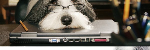 The Shaggy Dog, okulary, pies, biuro, komputer