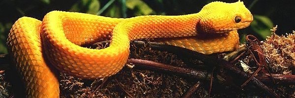 Wąż, Pomarańczowy