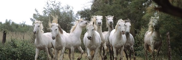 Biegnące białe konie