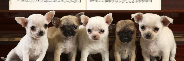 Piątka, Chihuahua, Szczeniaczków, Koncetrtująca