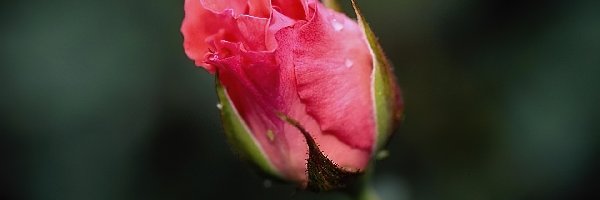 Różowa, Nierozwinięta, Róża