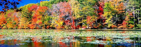 Jezioro, Jesień, Kolorowa
