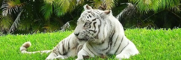 Palmy, Trawa, Tygrys Bengalski