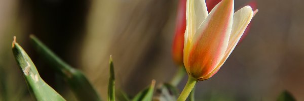 Wiosna, Kwiat, Tulipan