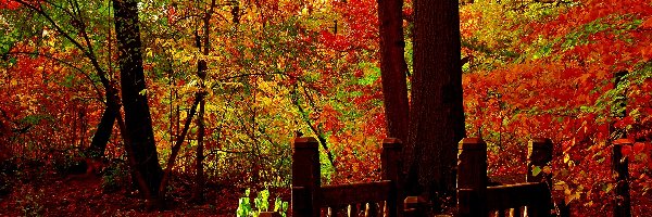 Drzewa, Jesień, Mostek, Park