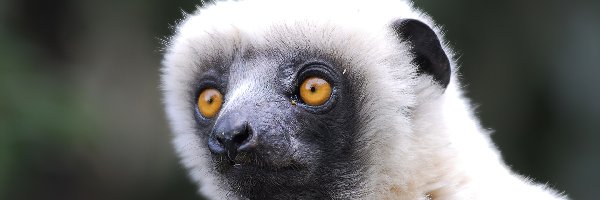 Oczy, Głowa, Lemur