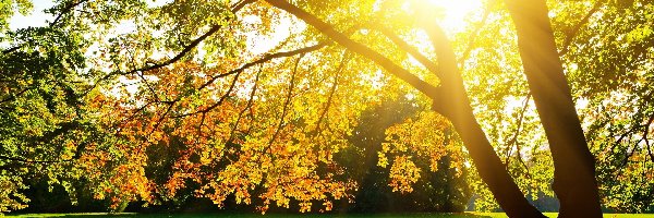 Promienie Słońca, Drzewa, Park