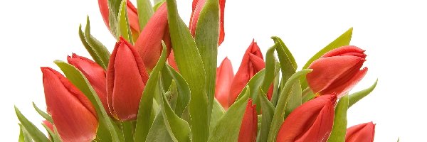 Bukiet, Holenderskie, Tulipany