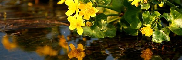 Woda, Żółte, Kwiaty