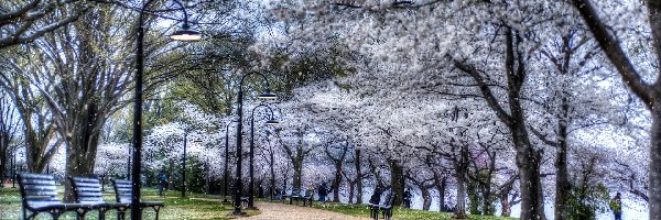 Kwitnące, Ławki, Drzewa, Park