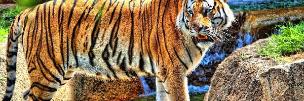 Skały, Wodospad, Tygrys