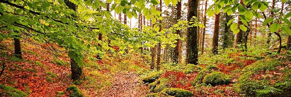 Las, Kamienie, Ścieżka, Jesień, Liście