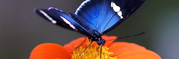 Kwiat, Motyl, Niebieski, Pomarańczowy