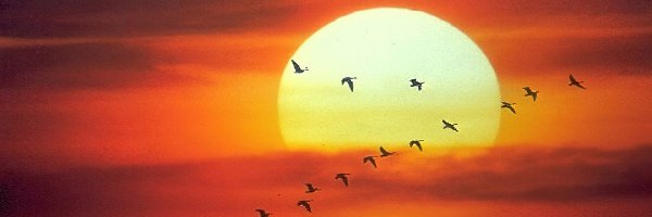 Ptaki, Zachód Słońca
