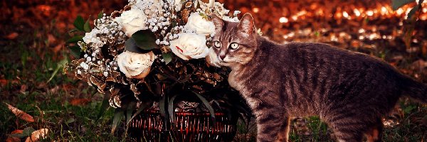 Koszyk, Róże, Kwiatów, Kot