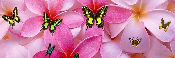 Motyle, Płatki, Kwiaty