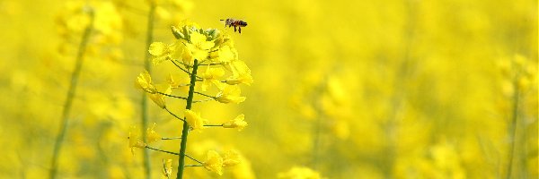 Kwiaty, Pszczółka, Rzepak, Żółte