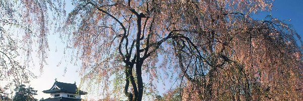 Kwitnące, Dom, Drzewa, Wiosna, Japonia
