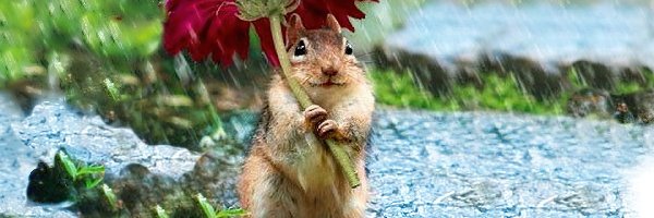Deszcz, Kwiatek, Chipmunk