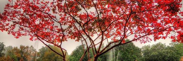 Drzewo, Jesień, Ławka, Park