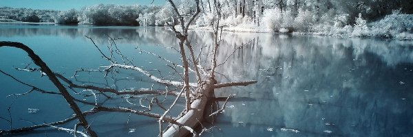 Jezioro, Drzewo, Powalone, Zima