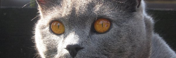 Oczy, Kot, Szary